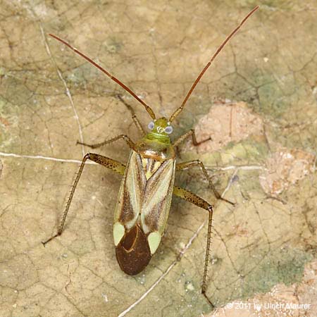 Adelphocoris lineolatus