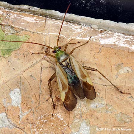 Adelphocoris lineolatus