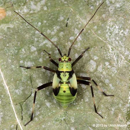 Calocoris alpestris - Larve