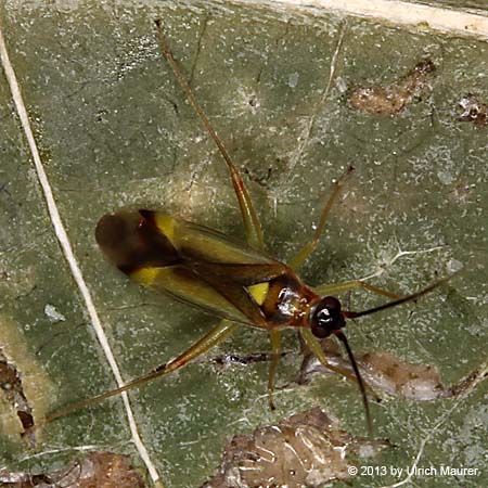 Campyloneura virgula