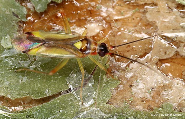 Campyloneura virgula