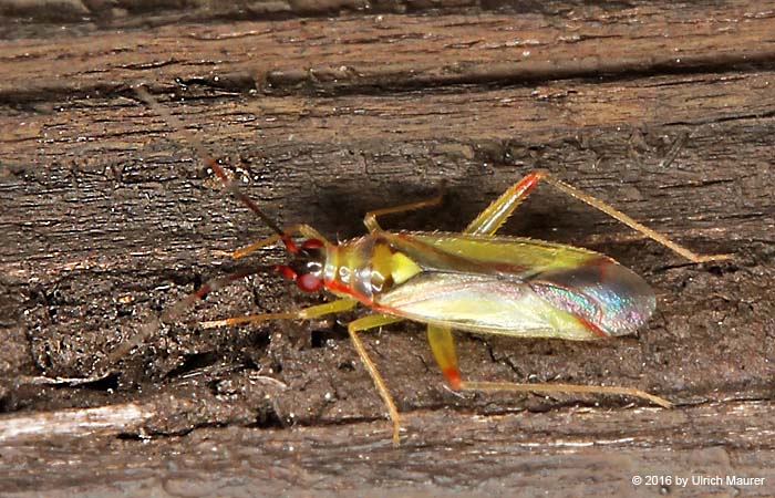 Campyloneura virgula