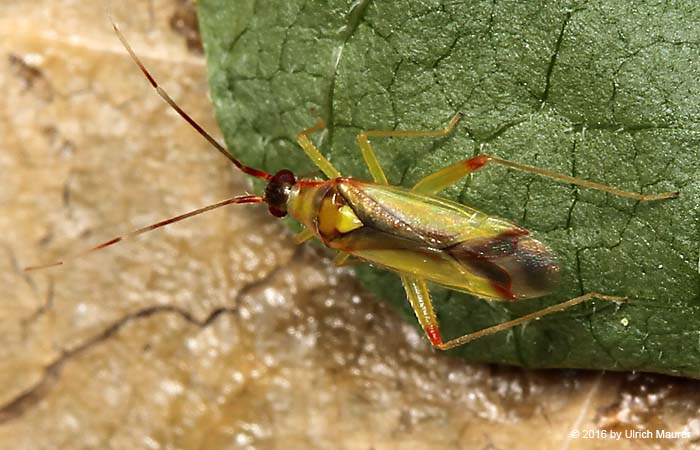 Campyloneura virgula