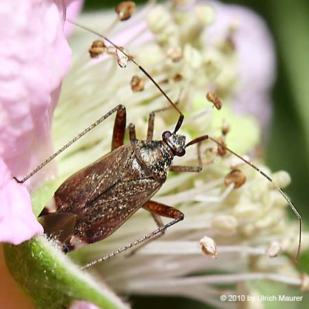 Closterotomus fulvomaculatus