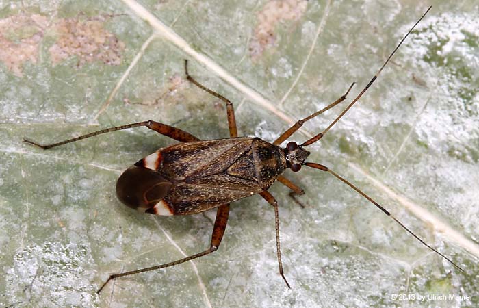 Closterotomus fulvomaculatus