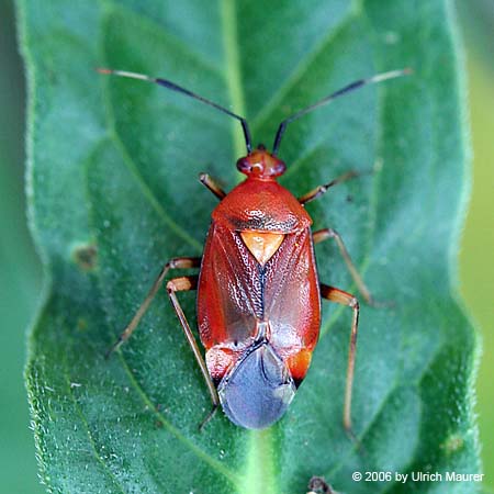 Rote Weichwanze