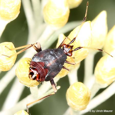 Rote Weichwanze - Larve