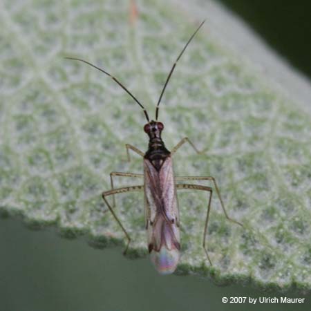 Dicyphus errans