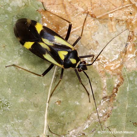 Grypocoris sexguttatus