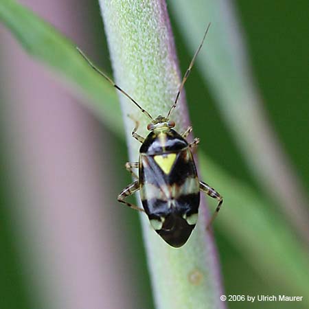 Liocoris tripustulatus