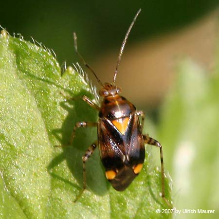 Liocoris tripustulatus