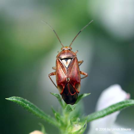 Gemeine Wiesenwanze