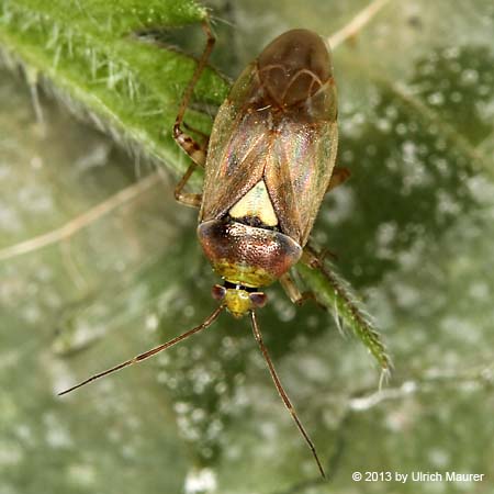 Gemeine Wiesenwanze