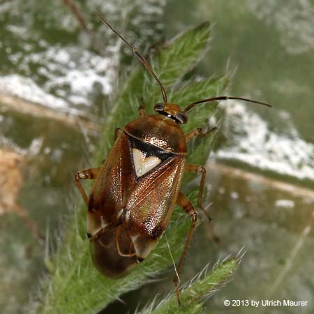 Gemeine Wiesenwanze