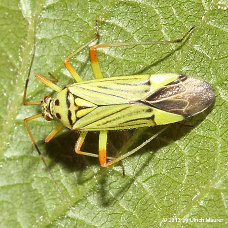 Mermitelocerus schmidtii