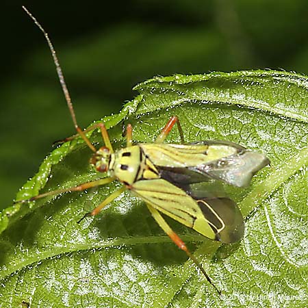 Mermitelocerus schmidtii