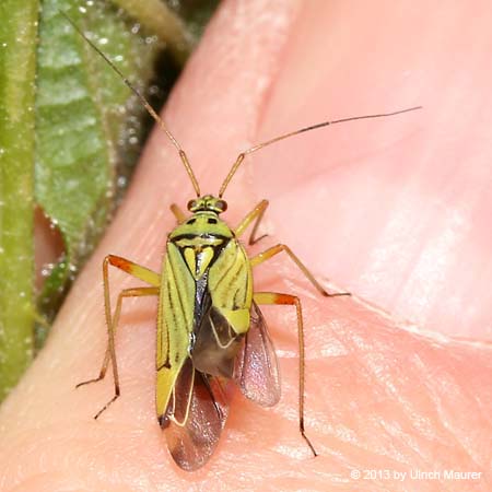 Mermitelocerus schmidtii