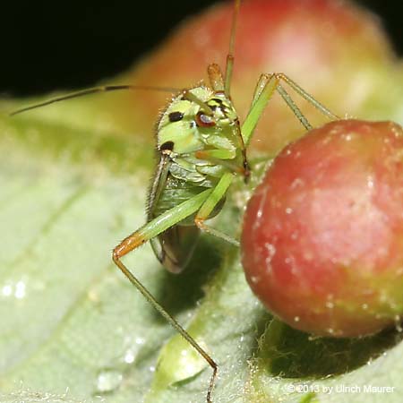 Mermitelocerus schmidtii