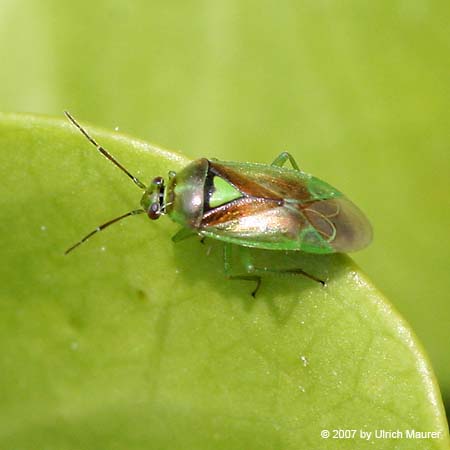 Orthops campestris