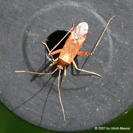 Phytocoris ulmi