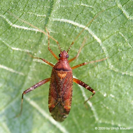 Phytocoris ulmi