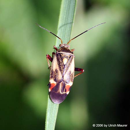 Polymerus unifasciatus