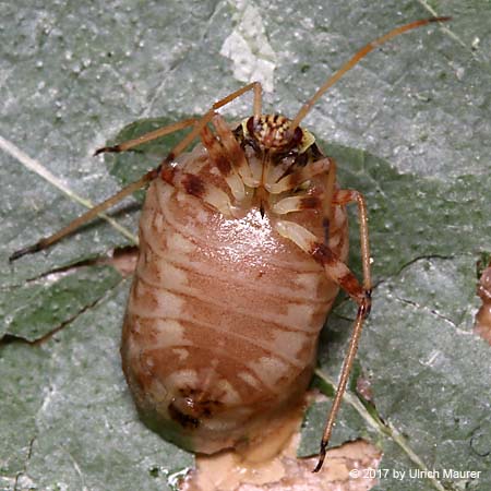 Eichen-Schmuckwanze - Larve
