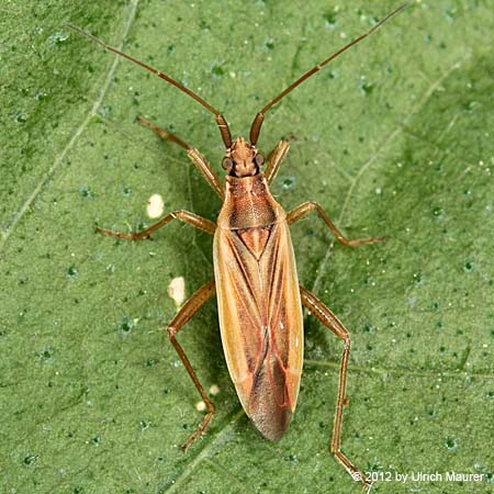 Stenodema holsata