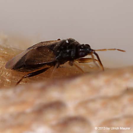 Orius sp.