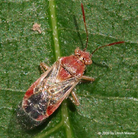 Liorhyssus hyalinus