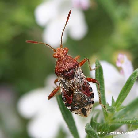 Rhopalus parumpunctatus