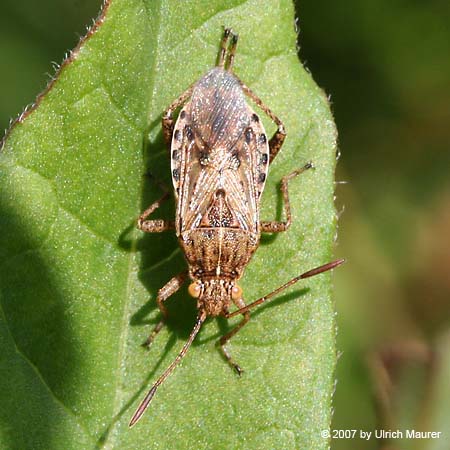 Stictopleurus sp.