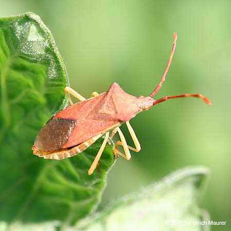 Gonocerus acuteangulatus