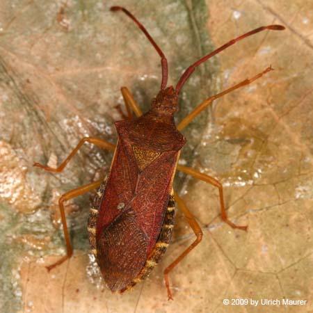 Gonocerus acuteangulatus