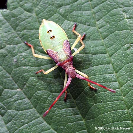 Gonocerus acuteangulatus