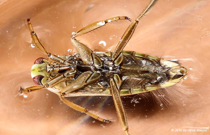 Gefleckter Rückenschwimmer