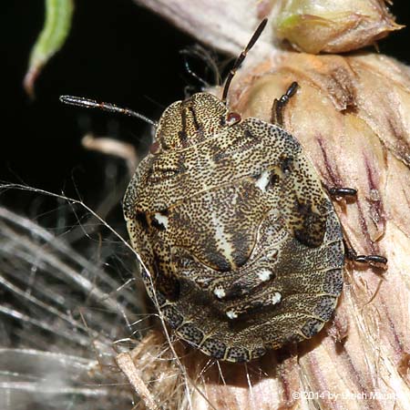 Schildkrötenwanze - Larve