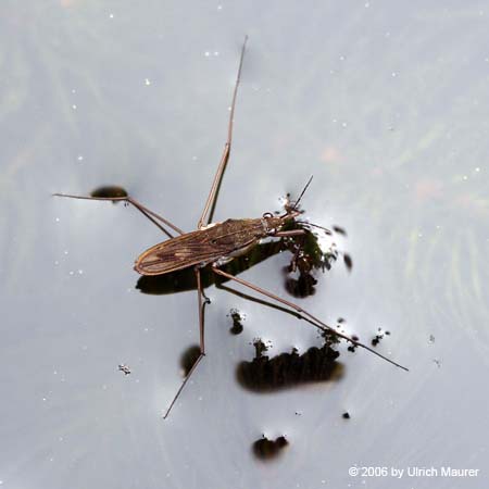 Gemeiner Wasserläufer