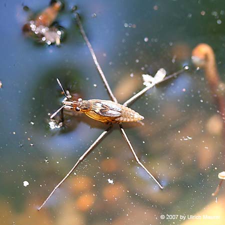 Wasserläufer - Larve