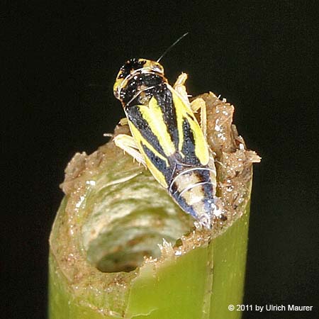 Wiesenschmuckzikade