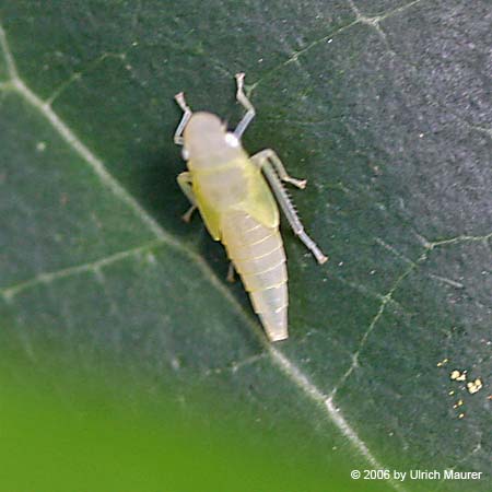 Rhododendronzikade - Larve