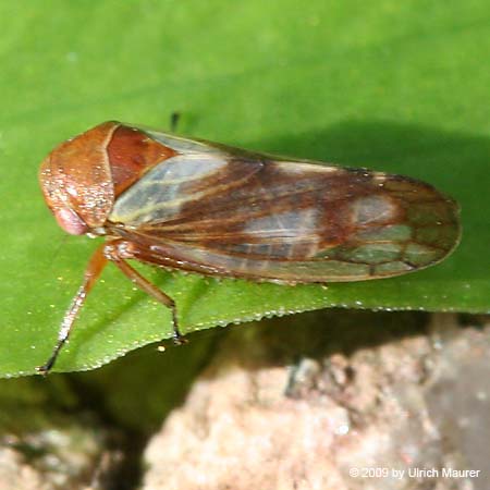 Oncopsis sp.