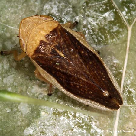 Wiesenschaumzikade