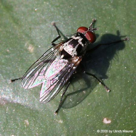 Anthomyia procellaris