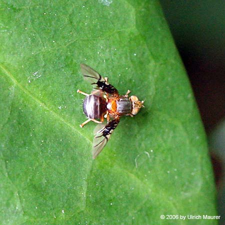 Anomoia permunda