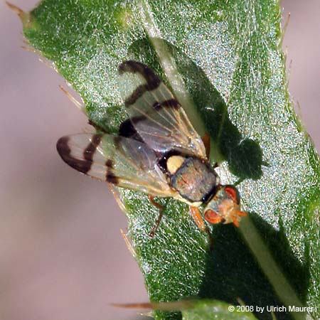 Urophora stylata