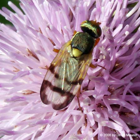 Urophora stylata