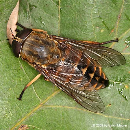 Tabanus sudeticus