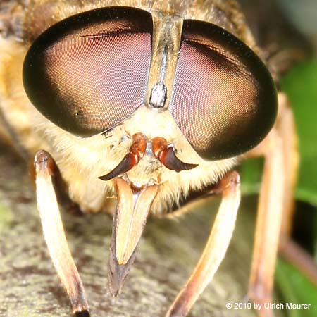 Tabanus sudeticus