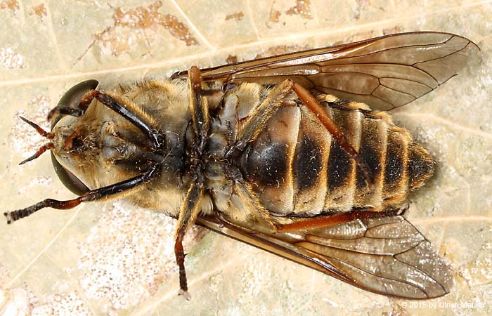 Tabanus sudeticus